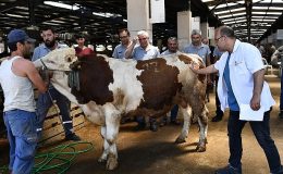 Osmangazi Kurban Bayramı’na hazır