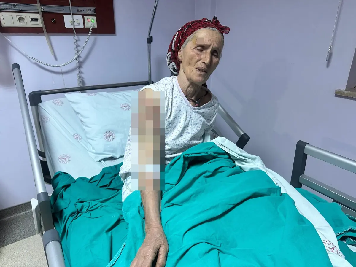 Tunceli’de Köpek Saldırısı: 65 Yaşındaki Adam Yaralandı